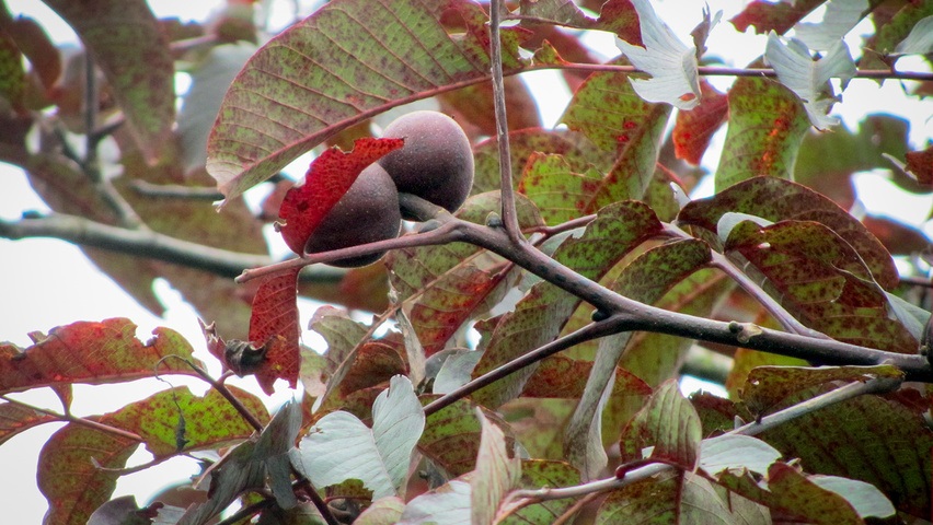 juglans-purpurea